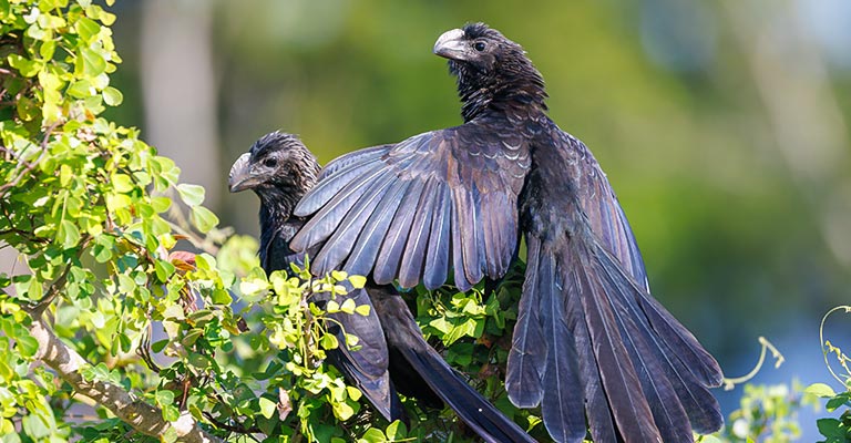 Taxonomy of Smooth-billed Ani