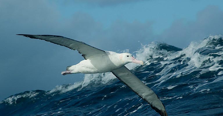 Taxonomy of Snowy Albatross