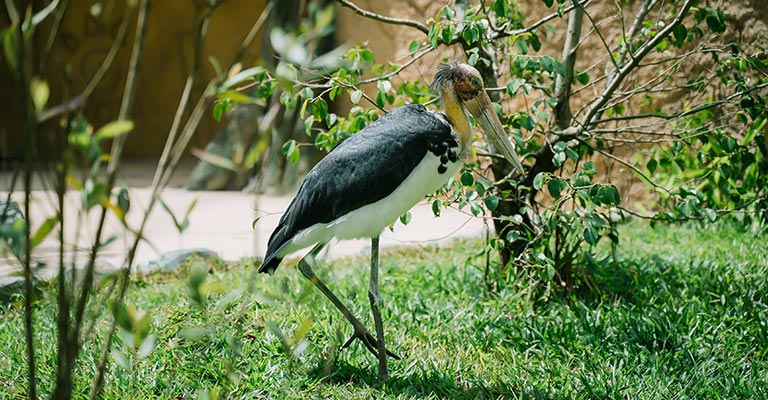 Taxonomy of Stork