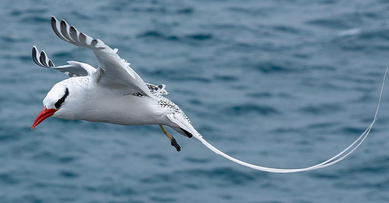 Taxonomy of Tropicbirds