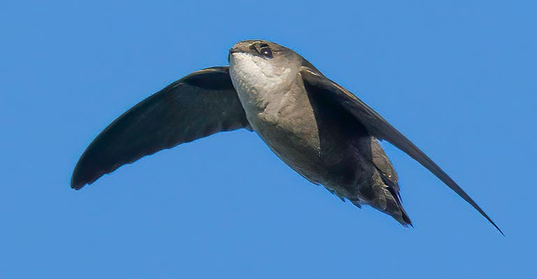 Taxonomy of Vaux's Swift