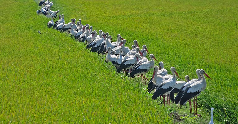 Taxonomy of White Stork