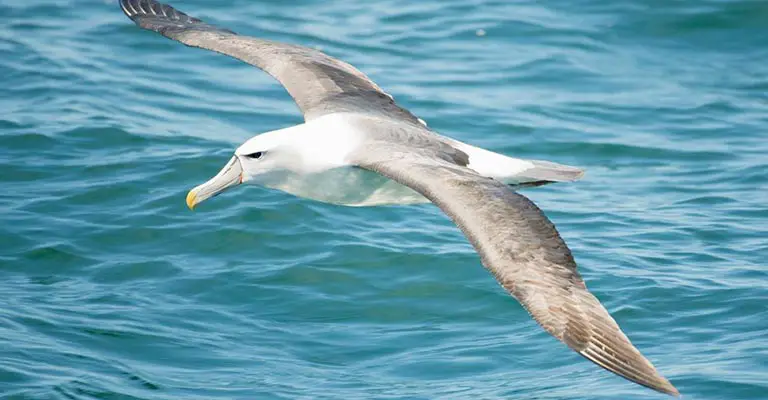 Taxonomy of White-capped Albatross