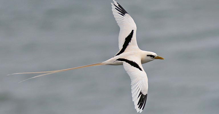 Taxonomy of White-tailed Tropicbird