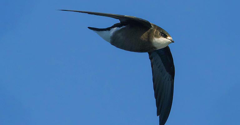 Taxonomy of White-throated Swift