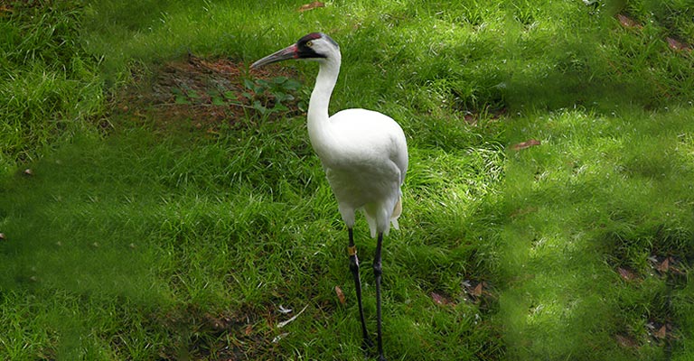 Taxonomy of Whooping Crane