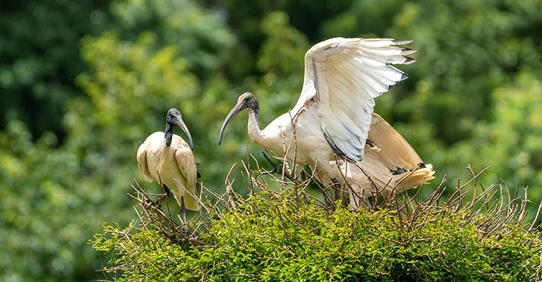 Taxonomy of Wood Stork