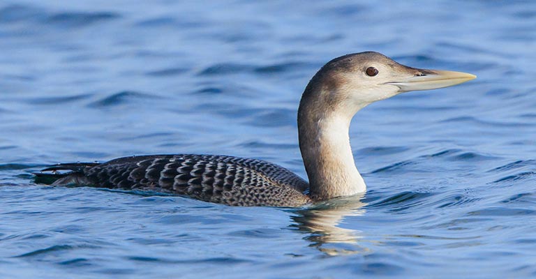 Taxonomy of Yellow-billed Loon