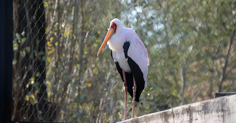 Taxonomy of Yellow-billed Stork