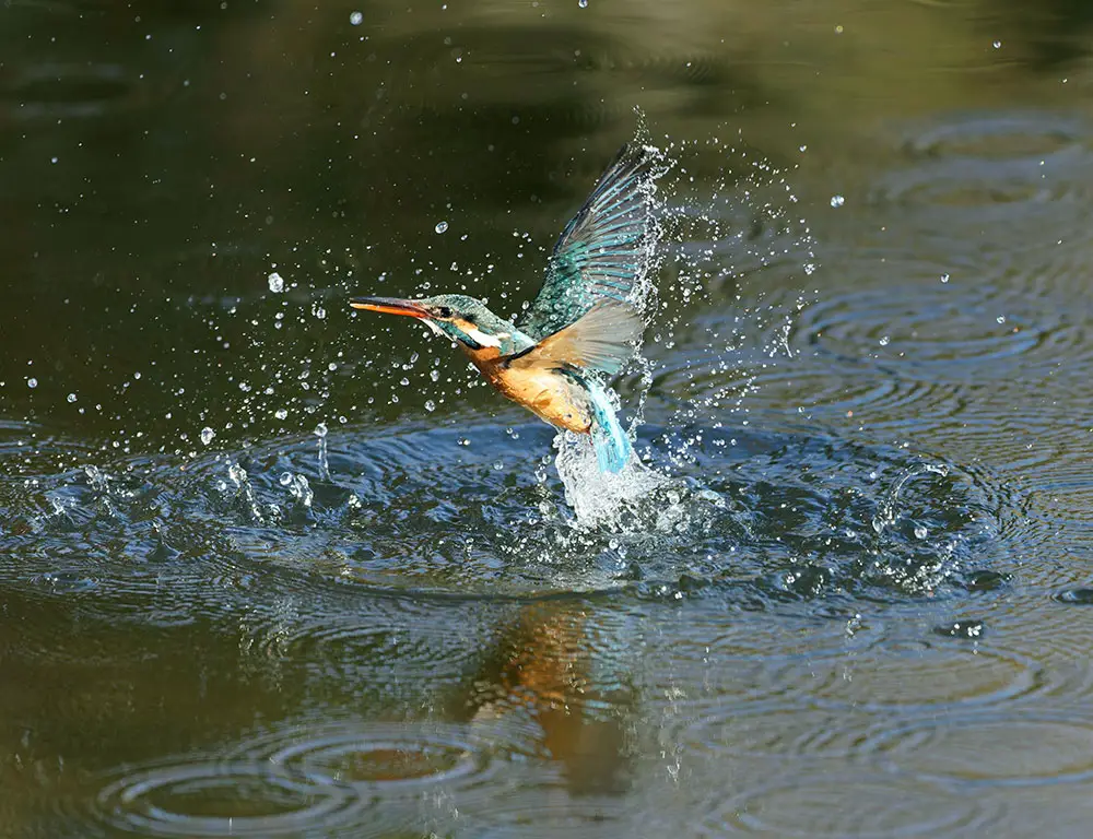 The Speciality Of Kingfishers