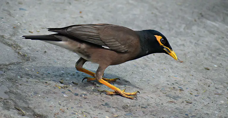 Threats and Conservation Efforts for the Common Myna