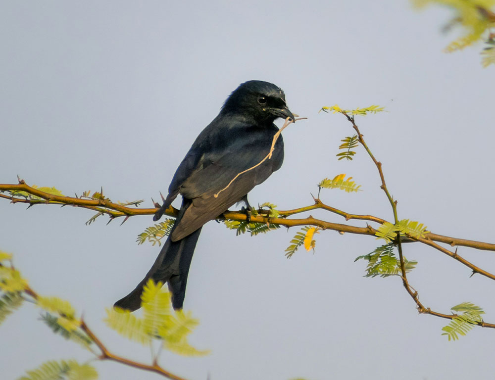 Threats and Conservation Status of the Black Drongo