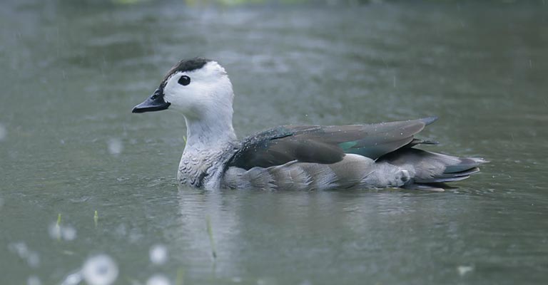 Threats to the Cotton Pygmy Goose's Survival
