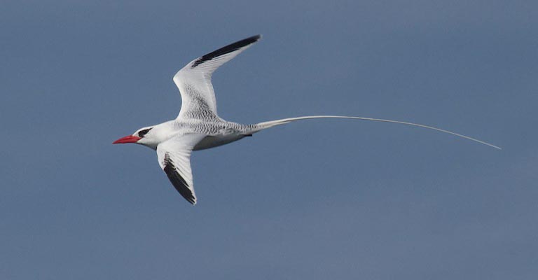 Tropicbirds Life History