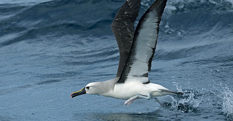 Typical Food of Atlantic Yellow-nosed Albatross