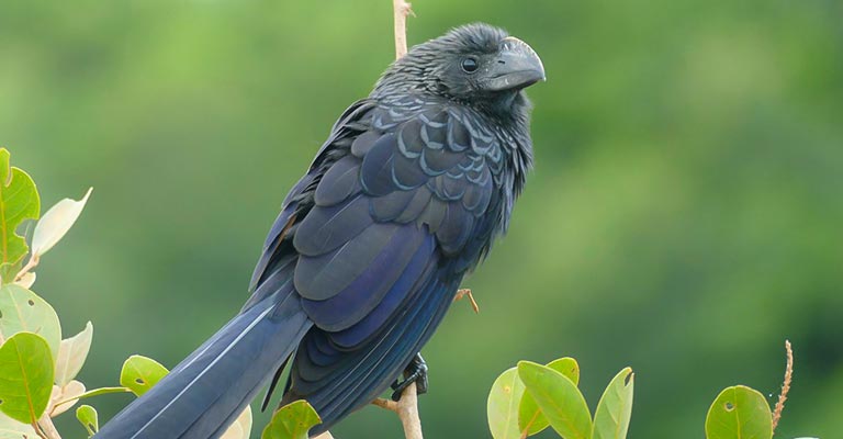 Typical Food of Smooth-billed Ani