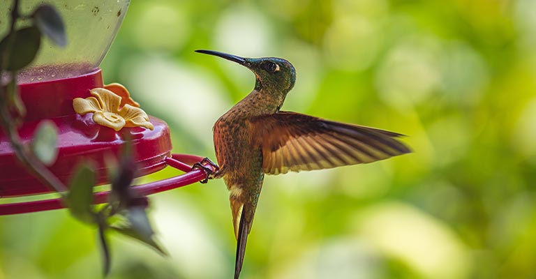 Understanding Hummingbird Behavior
