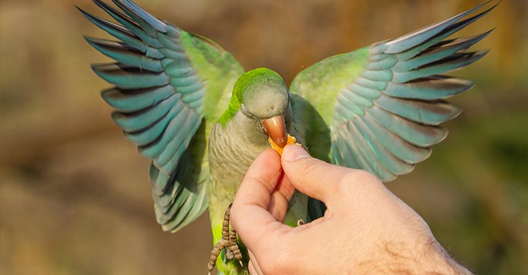 Understanding the Behavior of Birds in Flight