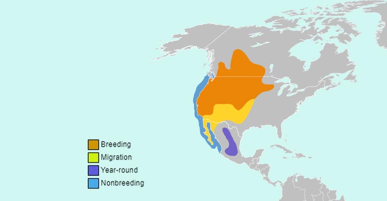 Western Grebe Range map