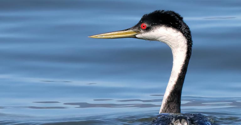 Western Grebe Rad Eye