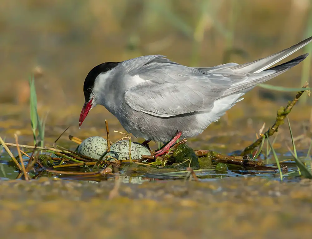Whiskered Tern Nesting behaviour