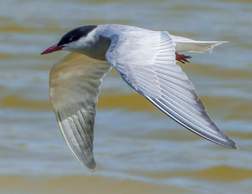 Whiskered Tern: Unveiling the Secrets of This Fascinating Bird - The ...