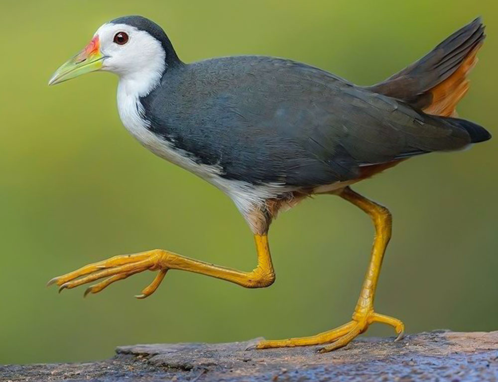 White-Breasted Waterhen Conservation Status