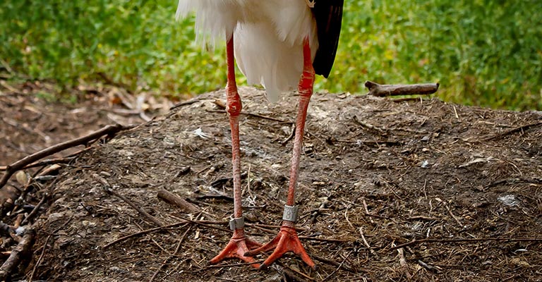 White Stork Legs and Feet