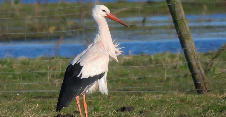 White Stork Life History