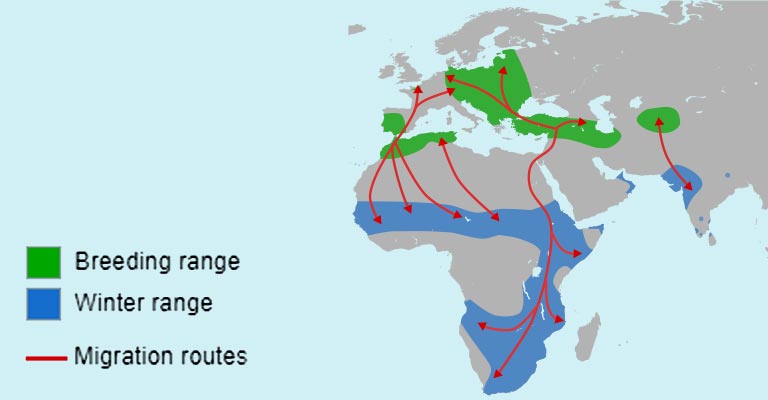 White Stork Range Map