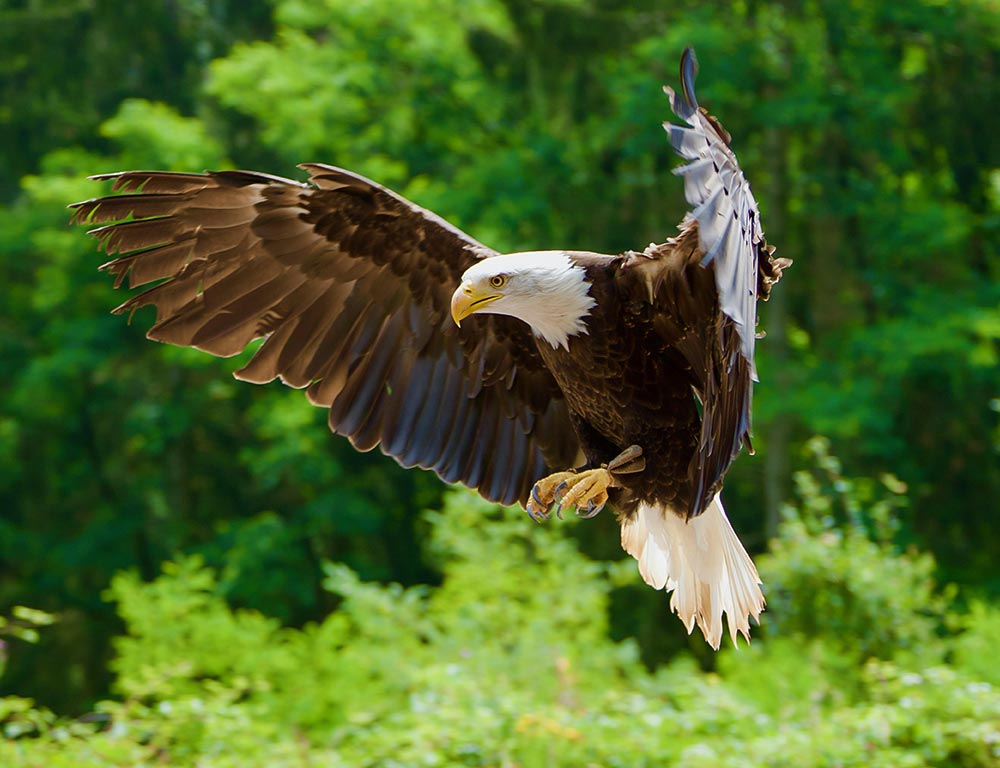 White-Tailed Eagle