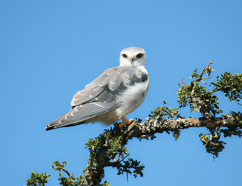 White-Tailed Kite