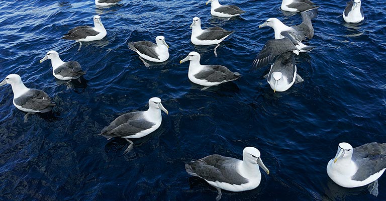 White-capped Albatross Life History