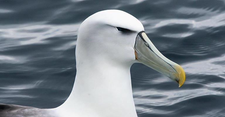 White-capped Albatross Eye