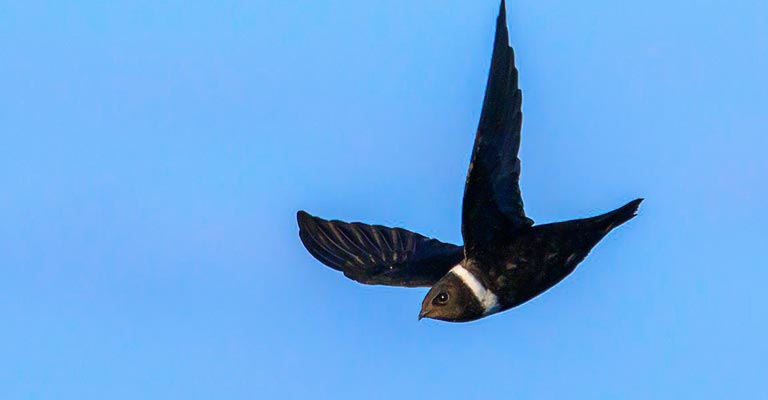 White-collared Swift Life History