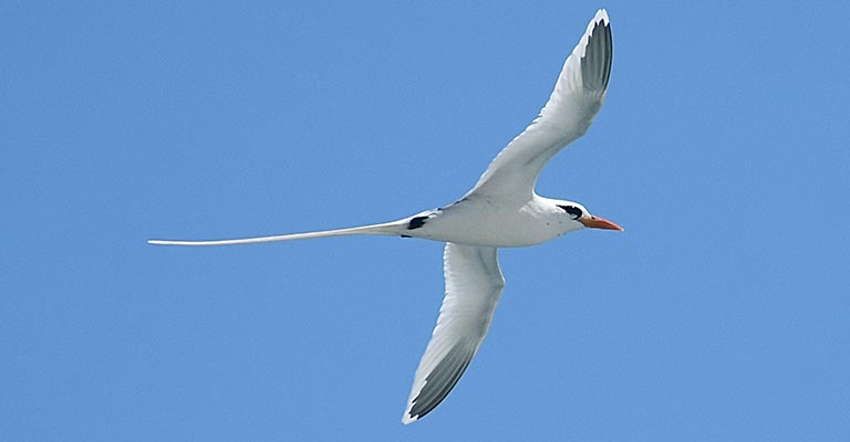 White-tailed Tropicbird