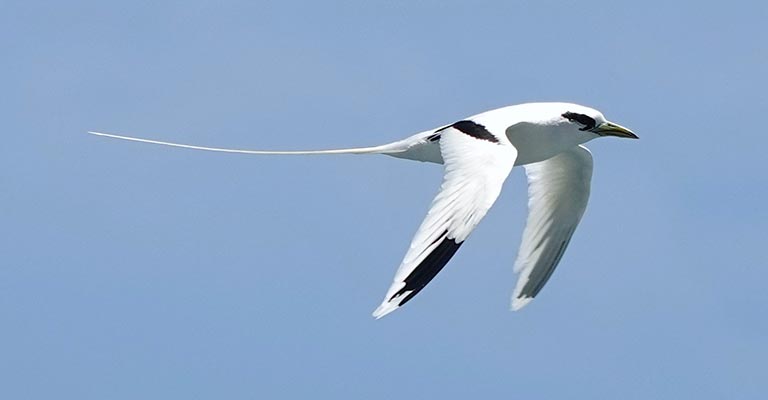 White-tailed Tropicbird Life History