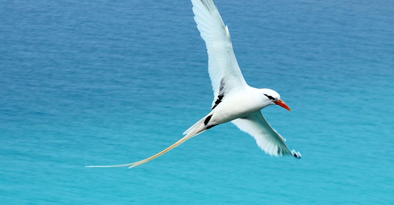 White-tailed Tropicbird Flying pettern