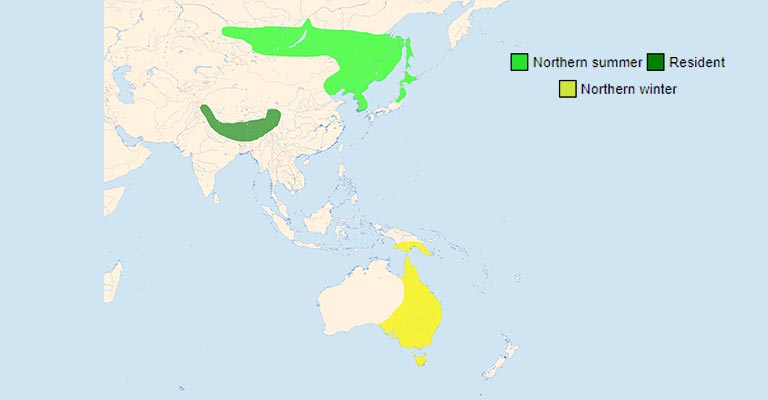 White-throated Needletail range map