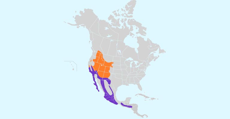 White-throated Swift Life History