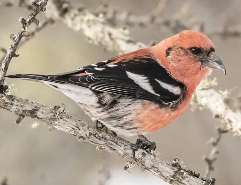 White-winged Crossbill