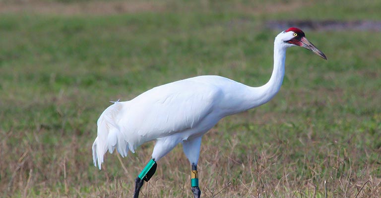 Whooping Crane Life History