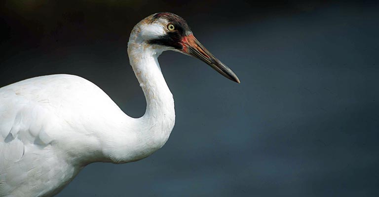 Whooping Crane