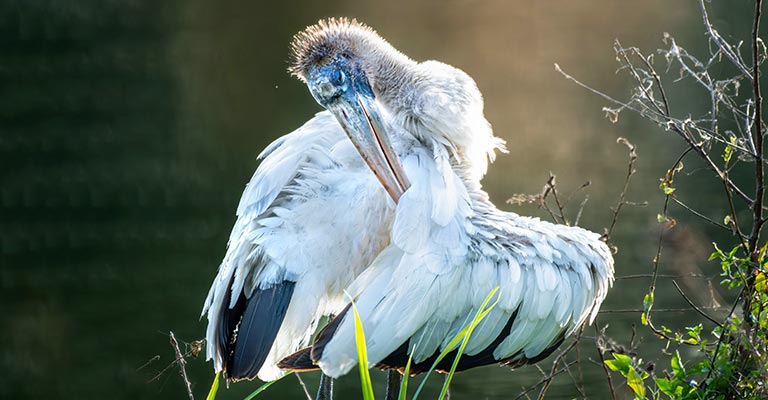 Wood Stork Life History