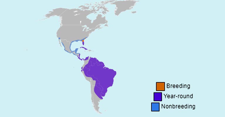 Wood Stork Range Map