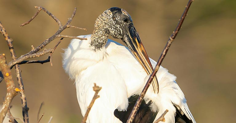 Wood Stork Bill Shape