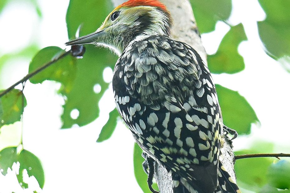 Yellow-Crowned Woodpecker