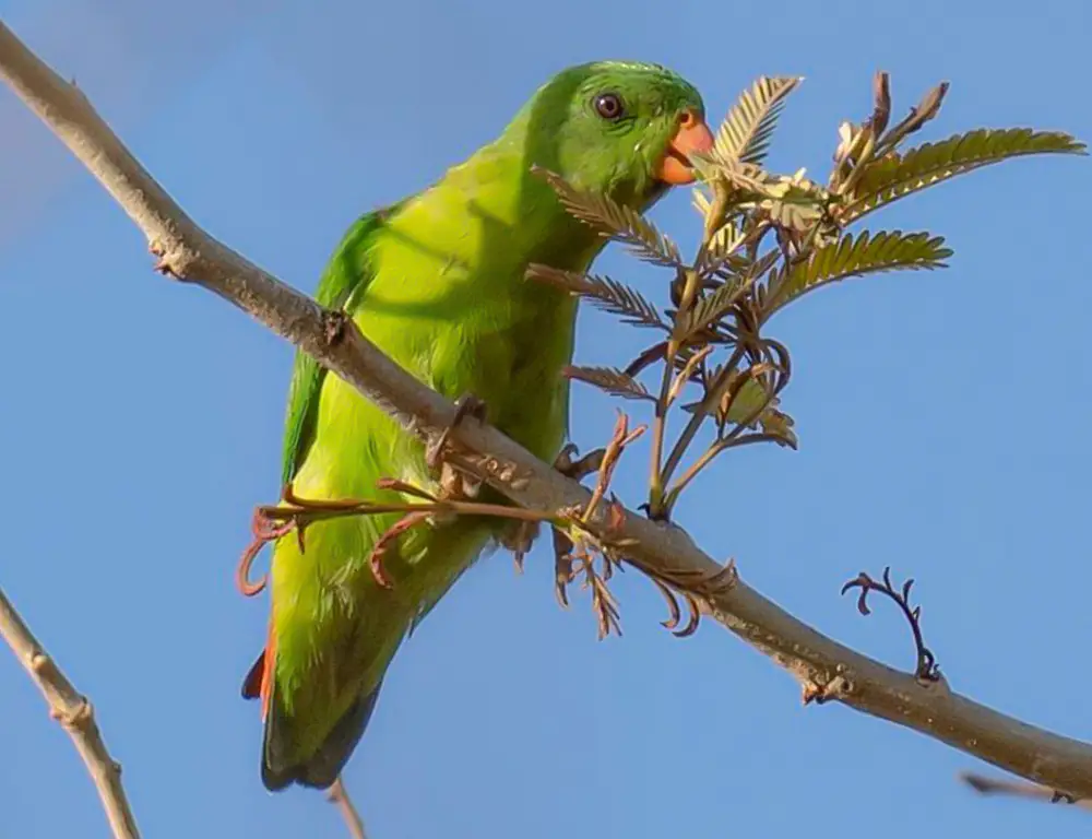 Yellow-Throated Hanging Parrot