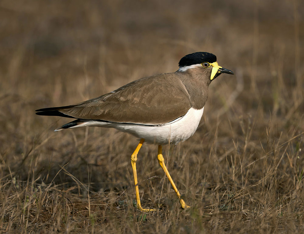 Yellow-Wattled Lapwing: Unveiling Mysteries of This Elusive Bird - The ...