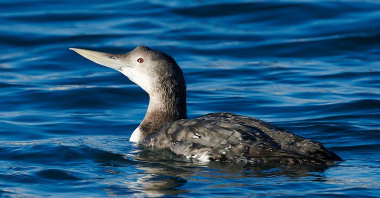 Yellow-billed Loon